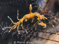 Yellow Skeleton Shrimp
(Canon G9 / Inon D2000) by Marco Waagmeester 